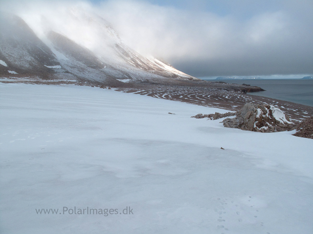 Relictbukta, Duvefjord, NordaustlandetIMG_1392