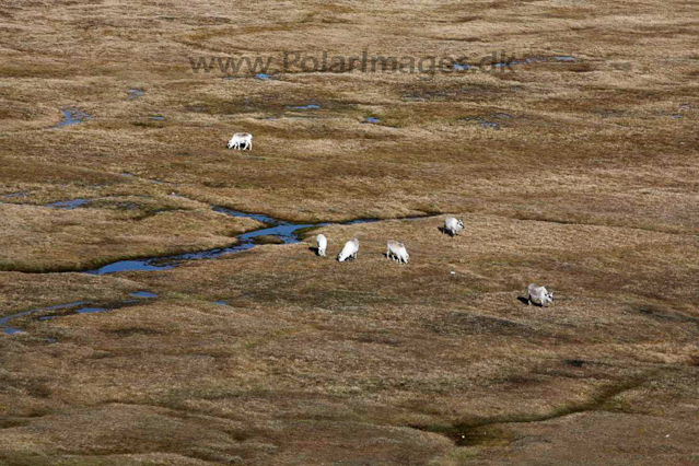 Reindeer, Alkhornet_MG_9284