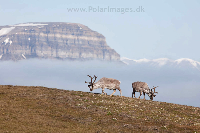 Reindeer, Diabasodden_MG_5361