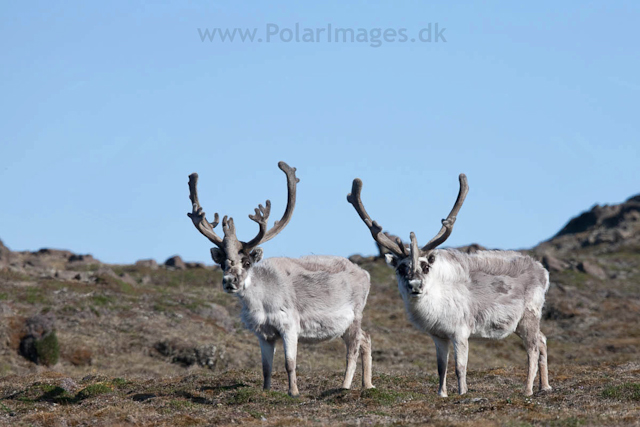 Reindeer, Diabasodden_MG_5379