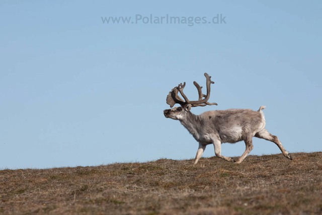 Reindeer, Diabasodden_MG_5384