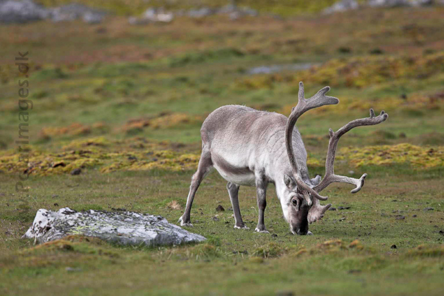 Reindeer_MG_1800