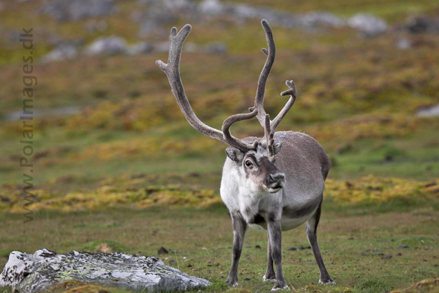 Reindeer_MG_1809