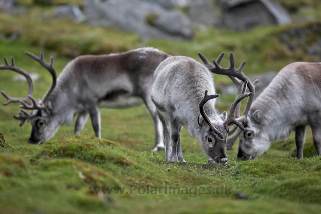 Reindeer_MG_2474