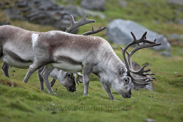 Reindeer_MG_2483