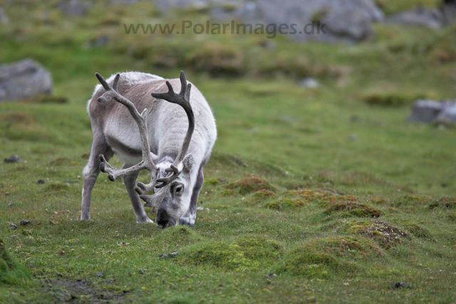 Reindeer_MG_2510