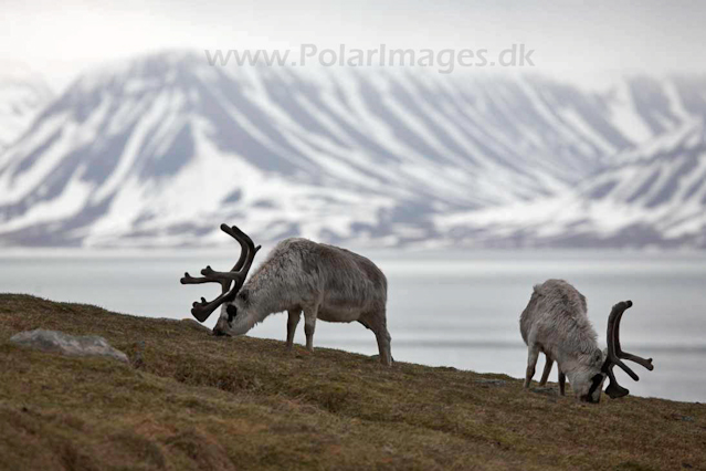 Reindeer_MG_9434