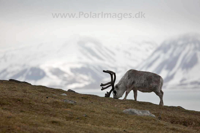 Reindeer_MG_9436