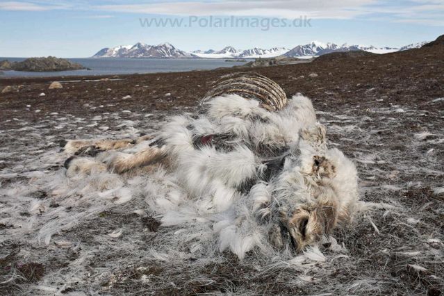 Reindeer_MG_9694
