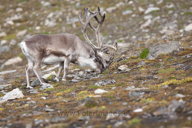 Reindeer, Midterhuken, Bellsund_MG_7856