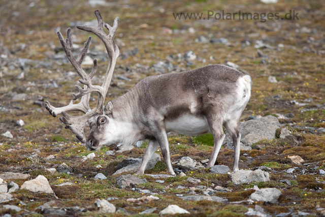 Reindeer, Midterhuken, Bellsund_MG_7865