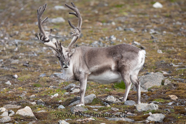 Reindeer, Midterhuken, Bellsund_MG_7868