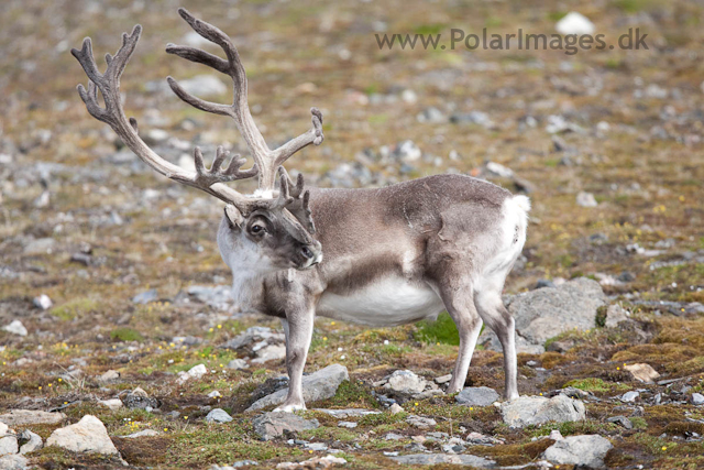 Reindeer, Midterhuken, Bellsund_MG_7877