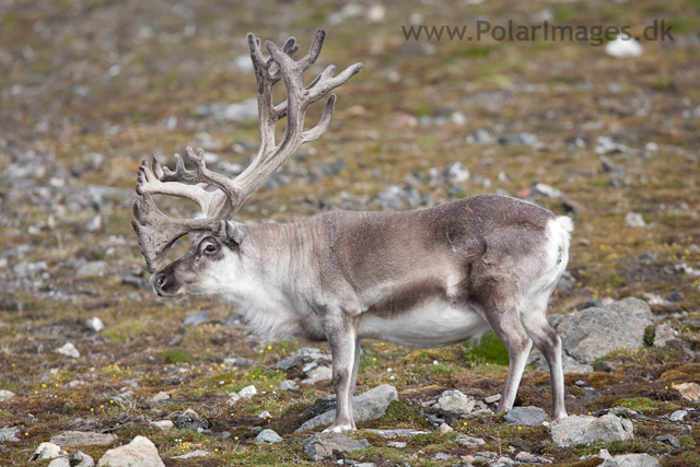 Reindeer, Midterhuken, Bellsund_MG_7890