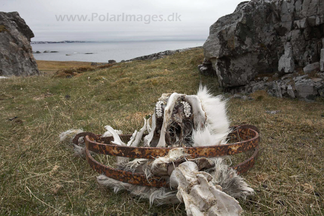 Reindeer in trap, Ingeborgfjellet_MG_0439