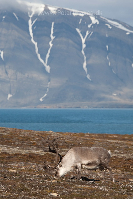 Svalbard reindeer, Recherchefjord_MG_6415