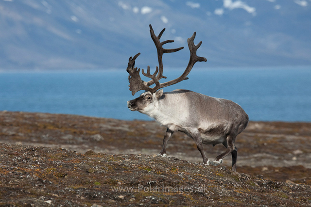 Svalbard reindeer, Recherchefjord_MG_6421