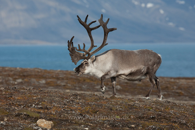 Svalbard reindeer, Recherchefjord_MG_6422