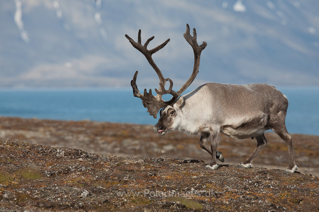 Svalbard reindeer, Recherchefjord_MG_6424