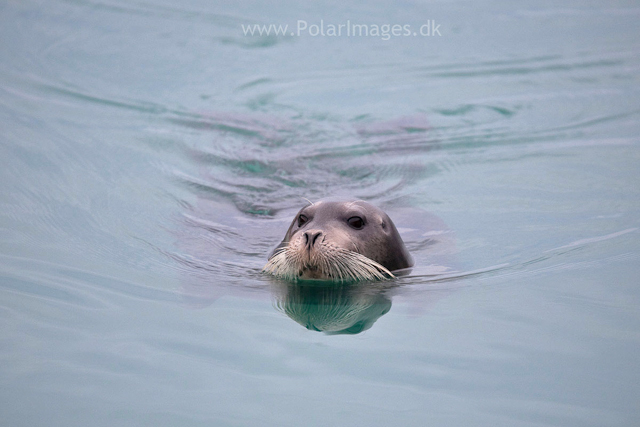 Bearded seal_MG_6131