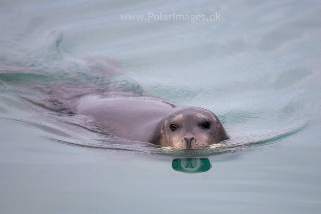 Bearded seal_MG_6158