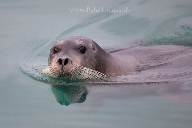 Bearded seal_MG_6166