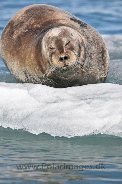 Bearded seal_MG_9611