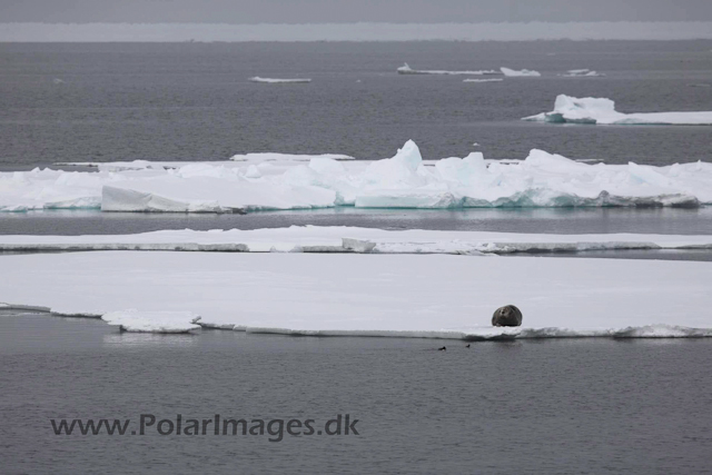 Bearded seal in the pack ice_MG_8909