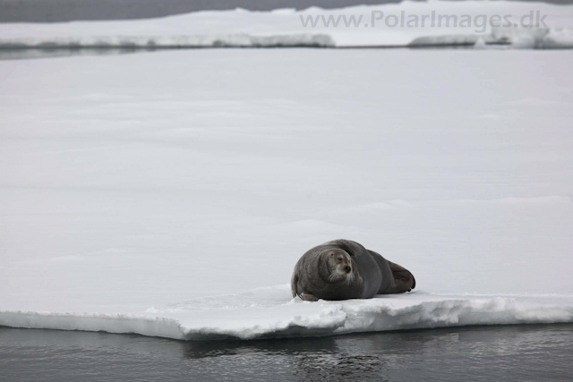 Bearded seal in the pack ice_MG_8922