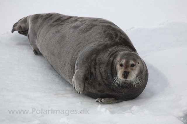 Bearded seal in the pack ice_MG_8930