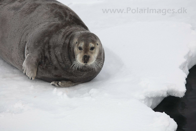 Bearded seal in the pack ice_MG_8940