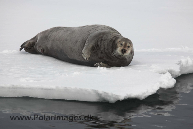 Bearded seal in the pack ice_MG_8961