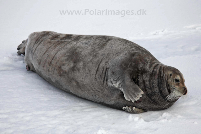 Bearded seal in the pack ice_MG_8973