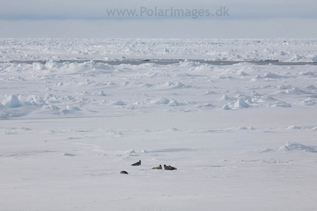 Harp seals, Olga Strait_MG_4046