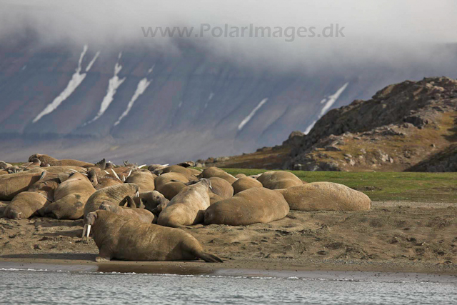 Walrus, Andreetangen_MG_1667