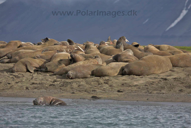 Walrus, Andreetangen_MG_1677