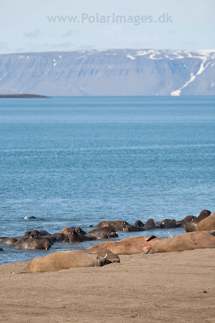 Walrus, Andreetangen, SW Edgeøya_MG_7555