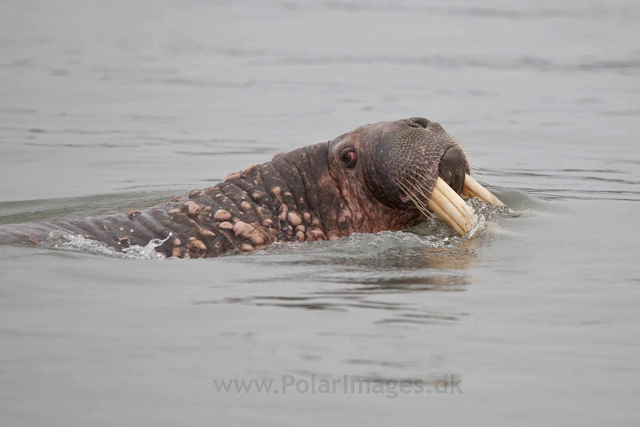 Walrus, Andreetangen, SW Edgeøya_MG_9185