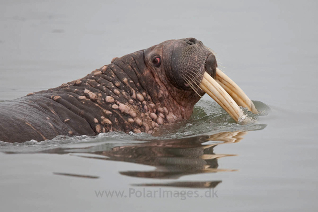 Walrus, Andreetangen, SW Edgeøya_MG_9188