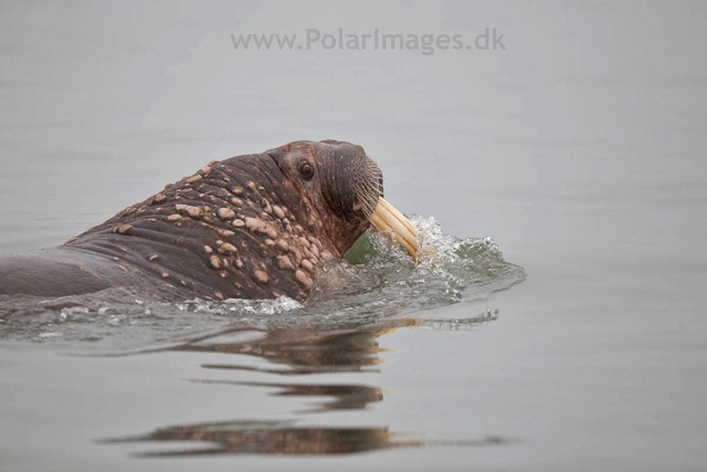 Walrus, Andreetangen, SW Edgeøya_MG_9190