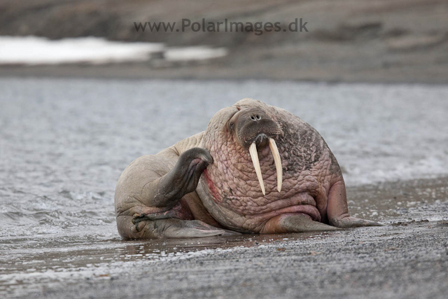 Walrus, Kapp Lee, Edgeøya_MG_4766