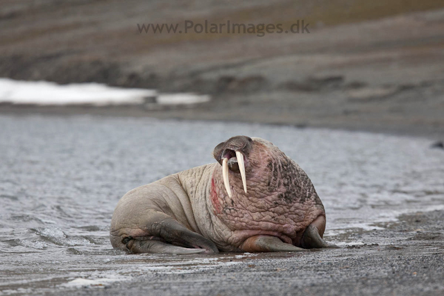 Walrus, Kapp Lee, Edgeøya_MG_4772