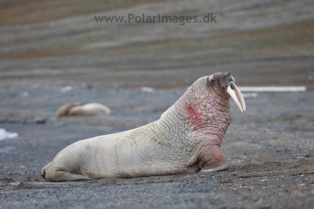 Walrus, Kapp Lee, Edgeøya_MG_4779