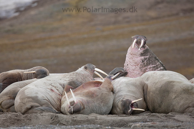 Walrus, Kapp Lee, Edgeøya_MG_4800