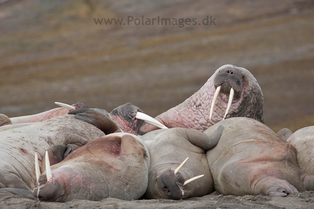 Walrus, Kapp Lee, Edgeøya_MG_4810