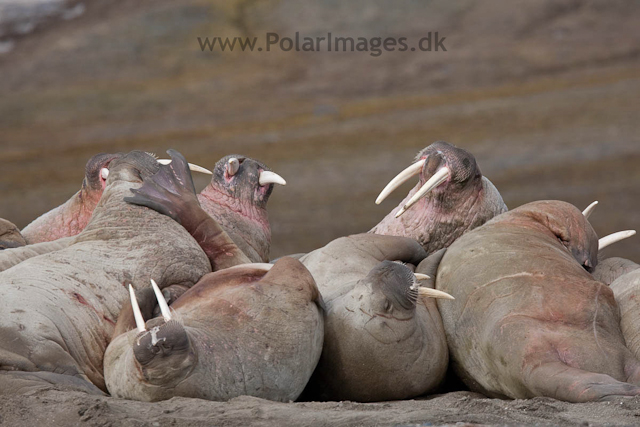 Walrus, Kapp Lee, Edgeøya_MG_4832