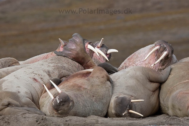 Walrus, Kapp Lee, Edgeøya_MG_4838