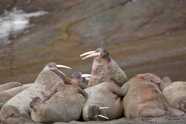 Walrus, Kapp Lee, Edgeøya_MG_4852