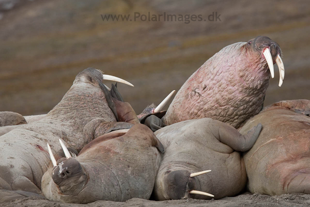 Walrus, Kapp Lee, Edgeøya_MG_4854