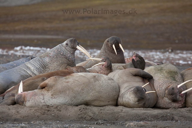 Walrus, Kapp Lee, Edgeøya_MG_4880